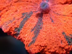 画像2: 【送料無料対象商品】【サンゴ】【通販】キャンディークラッシュディスクコーラル（個体販売）No.7（生体）（サンゴ） (2)