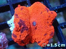 画像1: 【送料無料対象商品】【サンゴ】【通販】キャンディークラッシュディスクコーラル（個体販売）No.8（生体）（サンゴ） (1)