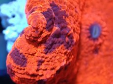 画像2: 【送料無料対象商品】【サンゴ】【通販】キャンディークラッシュディスクコーラル（個体販売）No.8（生体）（サンゴ） (2)