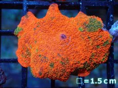 画像1: 【送料無料対象商品】【サンゴ】【通販】キャンディークラッシュディスクコーラル（個体販売）No.9（生体）（サンゴ） (1)