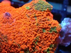 画像2: 【送料無料対象商品】【サンゴ】【通販】キャンディークラッシュディスクコーラル（個体販売）No.9（生体）（サンゴ） (2)