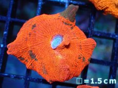 画像1: 【送料無料対象商品】【サンゴ】【通販】キャンディークラッシュディスクコーラル（個体販売）No.10（生体）（サンゴ） (1)