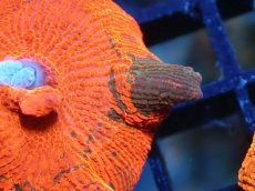 画像2: 【送料無料対象商品】【サンゴ】【通販】キャンディークラッシュディスクコーラル（個体販売）No.10（生体）（サンゴ） (2)