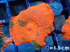 画像1: 【送料無料対象商品】【サンゴ】【通販】キャンディークラッシュディスクコーラル（個体販売）No.11（生体）（サンゴ） (1)