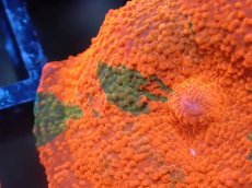 画像2: 【送料無料対象商品】【サンゴ】【通販】キャンディークラッシュディスクコーラル（個体販売）No.11（生体）（サンゴ） (2)