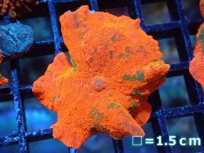 画像1: 【送料無料対象商品】【サンゴ】【通販】キャンディークラッシュディスクコーラル（個体販売）No.12（生体）（サンゴ） (1)