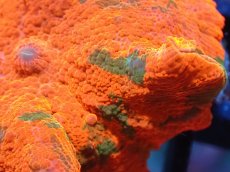 画像2: 【送料無料対象商品】【サンゴ】【通販】キャンディークラッシュディスクコーラル（個体販売）No.12（生体）（サンゴ） (2)