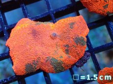 画像1: 【送料無料対象商品】【サンゴ】【通販】キャンディークラッシュディスクコーラル（個体販売）No.13（生体）（サンゴ） (1)