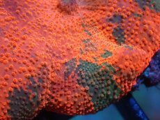 画像2: 【送料無料対象商品】【サンゴ】【通販】キャンディークラッシュディスクコーラル（個体販売）No.13（生体）（サンゴ） (2)