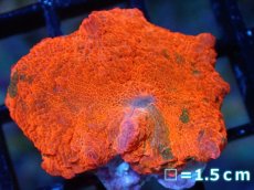 画像1: 【送料無料対象商品】【サンゴ】【通販】キャンディークラッシュディスクコーラル（個体販売）No.14（生体）（サンゴ） (1)