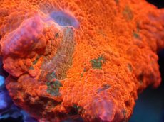 画像2: 【送料無料対象商品】【サンゴ】【通販】キャンディークラッシュディスクコーラル（個体販売）No.14（生体）（サンゴ） (2)