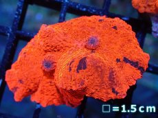 画像1: 【送料無料対象商品】【サンゴ】【通販】キャンディークラッシュディスクコーラル（個体販売）No.15（生体）（サンゴ） (1)