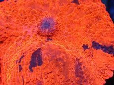 画像2: 【送料無料対象商品】【サンゴ】【通販】キャンディークラッシュディスクコーラル（個体販売）No.15（生体）（サンゴ） (2)