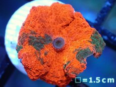 画像1: 【送料無料対象商品】【サンゴ】【通販】キャンディークラッシュディスクコーラル（個体販売）No.16（生体）（サンゴ） (1)