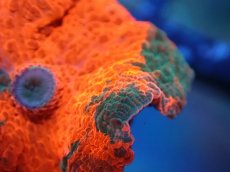 画像2: 【送料無料対象商品】【サンゴ】【通販】キャンディークラッシュディスクコーラル（個体販売）No.16（生体）（サンゴ） (2)