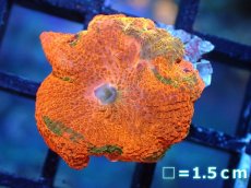 画像1: 【送料無料対象商品】【サンゴ】【通販】キャンディークラッシュディスクコーラル（個体販売）No.17（生体）（サンゴ） (1)