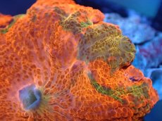 画像2: 【送料無料対象商品】【サンゴ】【通販】キャンディークラッシュディスクコーラル（個体販売）No.17（生体）（サンゴ） (2)