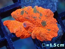 画像1: 【送料無料対象商品】【サンゴ】【通販】キャンディークラッシュディスクコーラル（個体販売）No.18（生体）（サンゴ） (1)