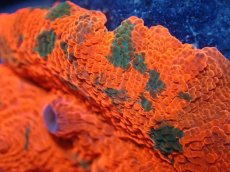 画像2: 【送料無料対象商品】【サンゴ】【通販】キャンディークラッシュディスクコーラル（個体販売）No.18（生体）（サンゴ） (2)