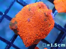 画像1: 【送料無料対象商品】【サンゴ】【通販】キャンディークラッシュディスクコーラル（個体販売）No.19（生体）（サンゴ） (1)