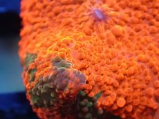 画像2: 【送料無料対象商品】【サンゴ】【通販】キャンディークラッシュディスクコーラル（個体販売）No.19（生体）（サンゴ） (2)