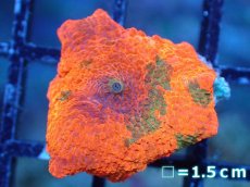 画像1: 【送料無料対象商品】【サンゴ】【通販】キャンディークラッシュディスクコーラル（個体販売）No.20（生体）（サンゴ） (1)