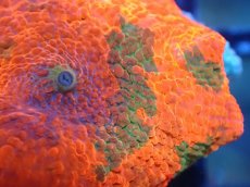 画像2: 【送料無料対象商品】【サンゴ】【通販】キャンディークラッシュディスクコーラル（個体販売）No.20（生体）（サンゴ） (2)