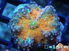 画像1: 【送料無料対象商品】【サンゴ】【通販】バブルディスクコーラル（Special)（個体販売）No.1（生体）（サンゴ） (1)