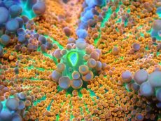 画像2: 【送料無料対象商品】【サンゴ】【通販】バブルディスクコーラル（Special)（個体販売）No.1（生体）（サンゴ） (2)