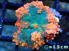 画像1: 【送料無料対象商品】【サンゴ】【通販】バブルディスクコーラル（Two Tone)（個体販売）No.2（生体）（サンゴ） (1)