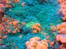 画像2: 【送料無料対象商品】【サンゴ】【通販】バブルディスクコーラル（Two Tone)（個体販売）No.2（生体）（サンゴ） (2)