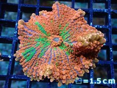 画像1: 【送料無料対象商品】【サンゴ】【通販】バブルディスクコーラル（Two Tone)（個体販売）No.4（生体）（サンゴ） (1)