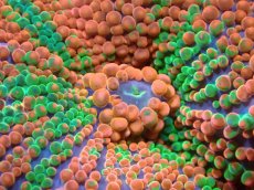 画像2: 【送料無料対象商品】【サンゴ】【通販】バブルディスクコーラル（Two Tone)（個体販売）No.4（生体）（サンゴ） (2)