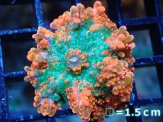 画像1: 【送料無料対象商品】【サンゴ】【通販】バブルディスクコーラル（Two Tone)（個体販売）No.7（生体）（サンゴ） (1)