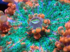 画像2: 【送料無料対象商品】【サンゴ】【通販】バブルディスクコーラル（Two Tone)（個体販売）No.7（生体）（サンゴ） (2)