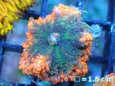 画像1: 【送料無料対象商品】【サンゴ】【通販】バブルディスクコーラル（Two Tone)（個体販売）No.10（生体）（サンゴ） (1)