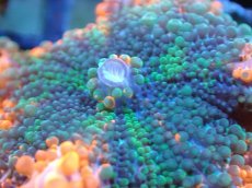 画像2: 【送料無料対象商品】【サンゴ】【通販】バブルディスクコーラル（Two Tone)（個体販売）No.10（生体）（サンゴ） (2)