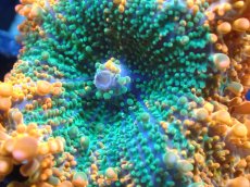 画像2: 【送料無料対象商品】【サンゴ】【通販】バブルディスクコーラル（Two Tone)（個体販売）No.11（生体）（サンゴ） (2)