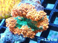 画像1: 【送料無料対象商品】【サンゴ】【通販】バブルディスクコーラル（Two Tone)（個体販売）No.12（生体）（サンゴ） (1)