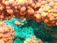 画像2: 【送料無料対象商品】【サンゴ】【通販】バブルディスクコーラル（Two Tone)（個体販売）No.12（生体）（サンゴ） (2)