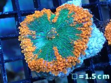 画像1: 【送料無料対象商品】【サンゴ】【通販】バブルディスクコーラル（Two Tone)（個体販売）No.13（生体）（サンゴ） (1)
