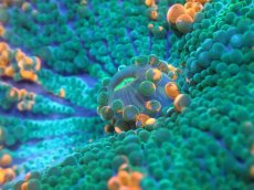 画像2: 【送料無料対象商品】【サンゴ】【通販】バブルディスクコーラル（Two Tone)（個体販売）No.13（生体）（サンゴ） (2)