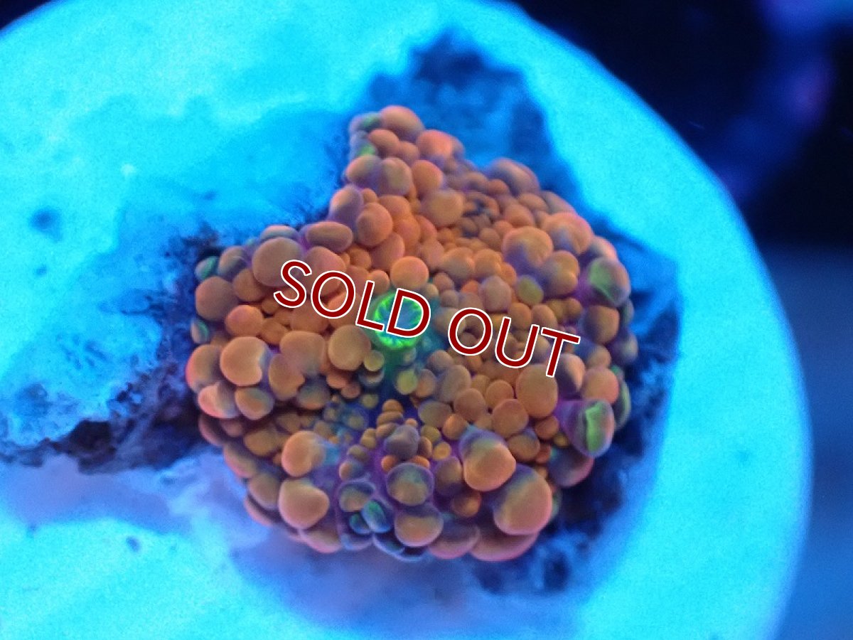 画像1: 【サンゴ】【通販】バブルディスクコーラル（Orange)XSサイズ（個体販売）No.3（生体）（サンゴ） (1)