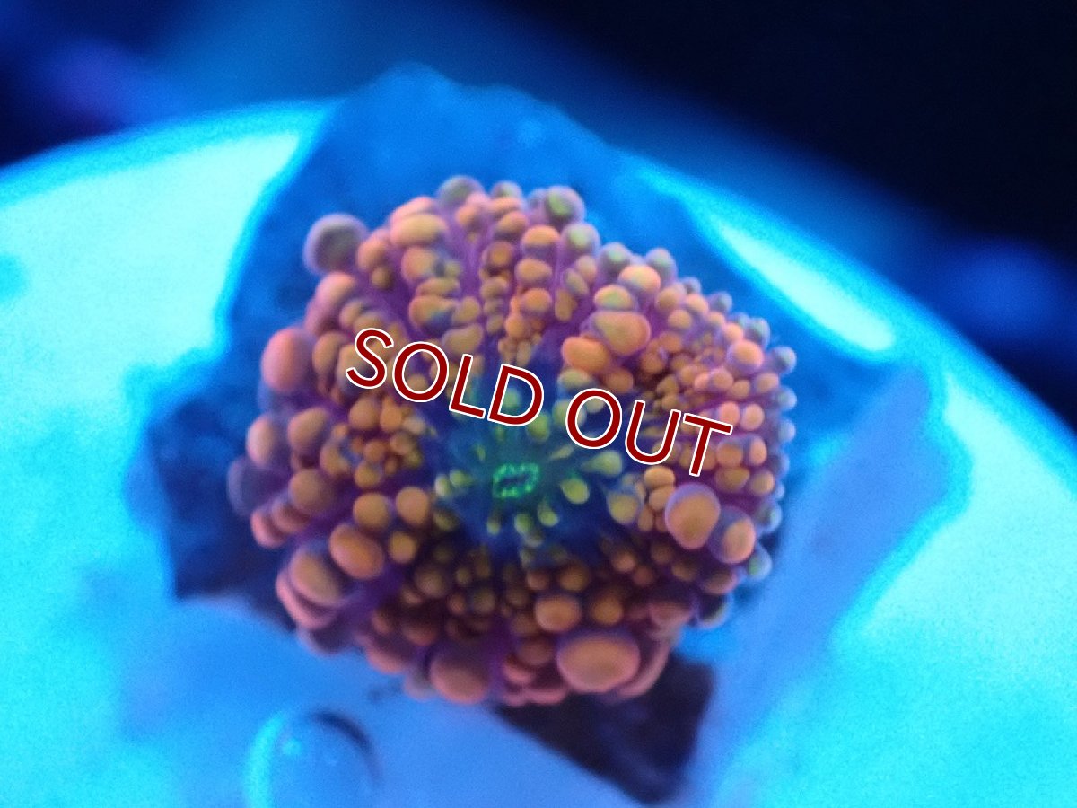 画像1: 【サンゴ】【通販】バブルディスクコーラル（Orange)XSサイズ（個体販売）No.4（生体）（サンゴ） (1)