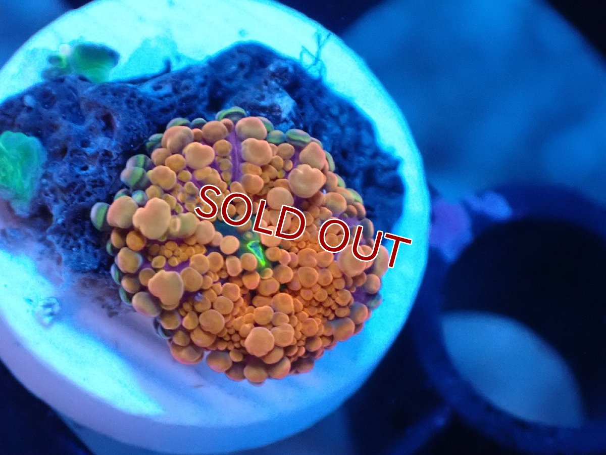 画像1: 【サンゴ】【通販】バブルディスクコーラル（Orange)XSサイズ（個体販売）No.5（生体）（サンゴ） (1)