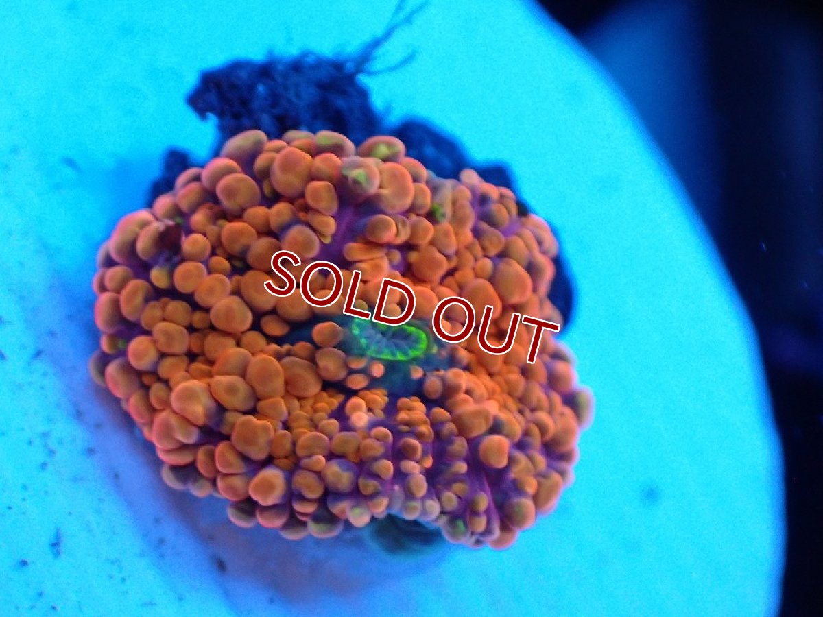 画像1: 【サンゴ】【通販】バブルディスクコーラル（Orange)XSサイズ（個体販売）No.6（生体）（サンゴ） (1)