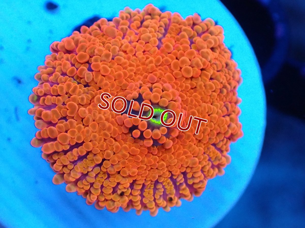 画像1: 【サンゴ】【通販】バブルディスクコーラル（Orange)（個体販売）No.8（生体）（サンゴ） (1)