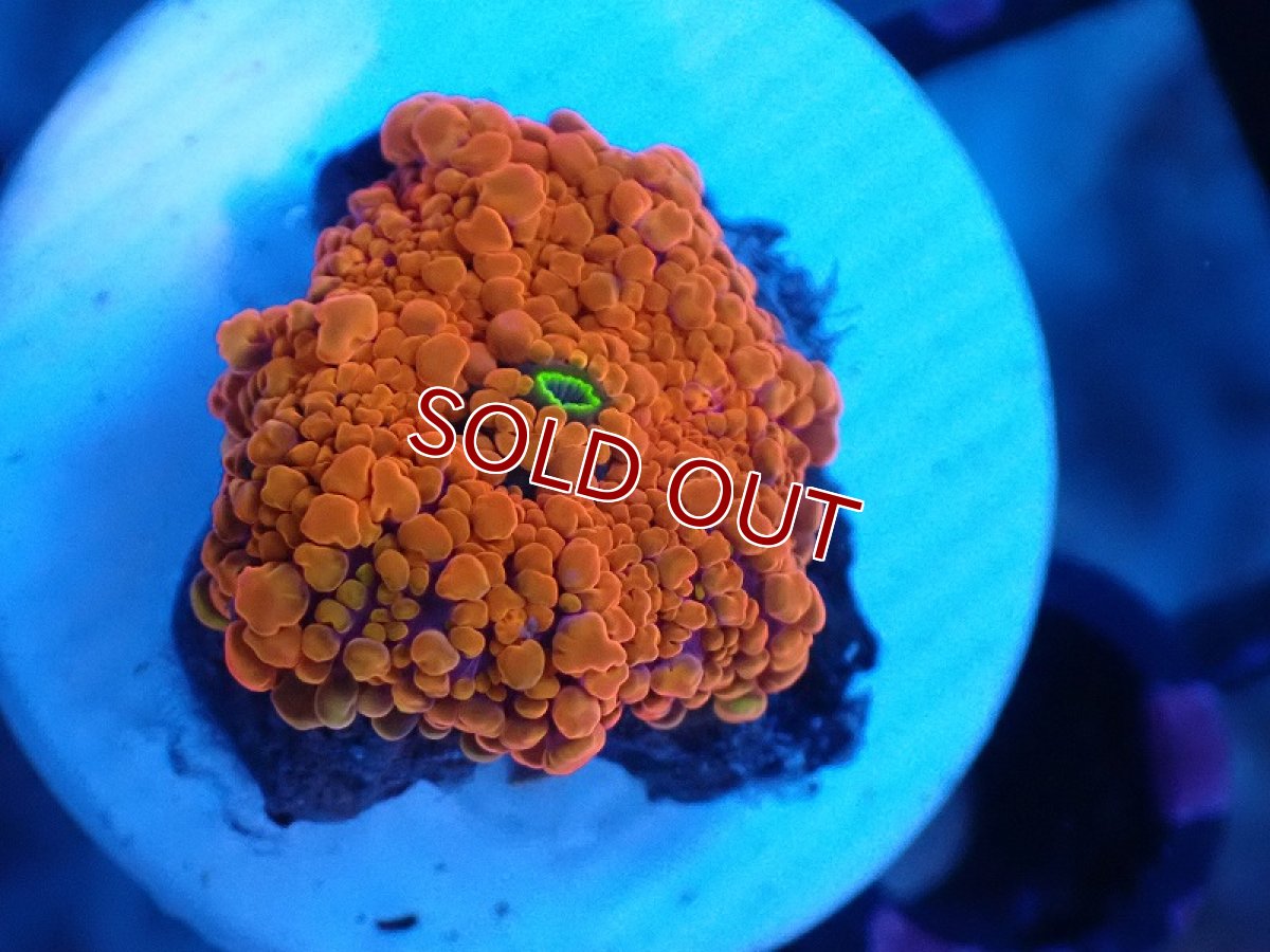 画像1: 【サンゴ】【通販】バブルディスクコーラル（Orange)（個体販売）No.10（生体）（サンゴ） (1)