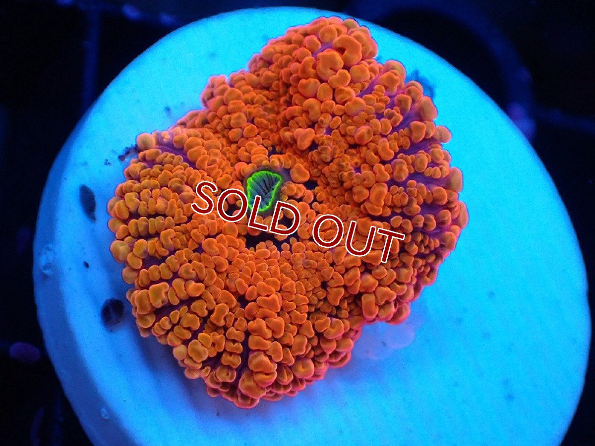 画像1: 【サンゴ】【通販】バブルディスクコーラル（Orange)（個体販売）No.11（生体）（サンゴ） (1)