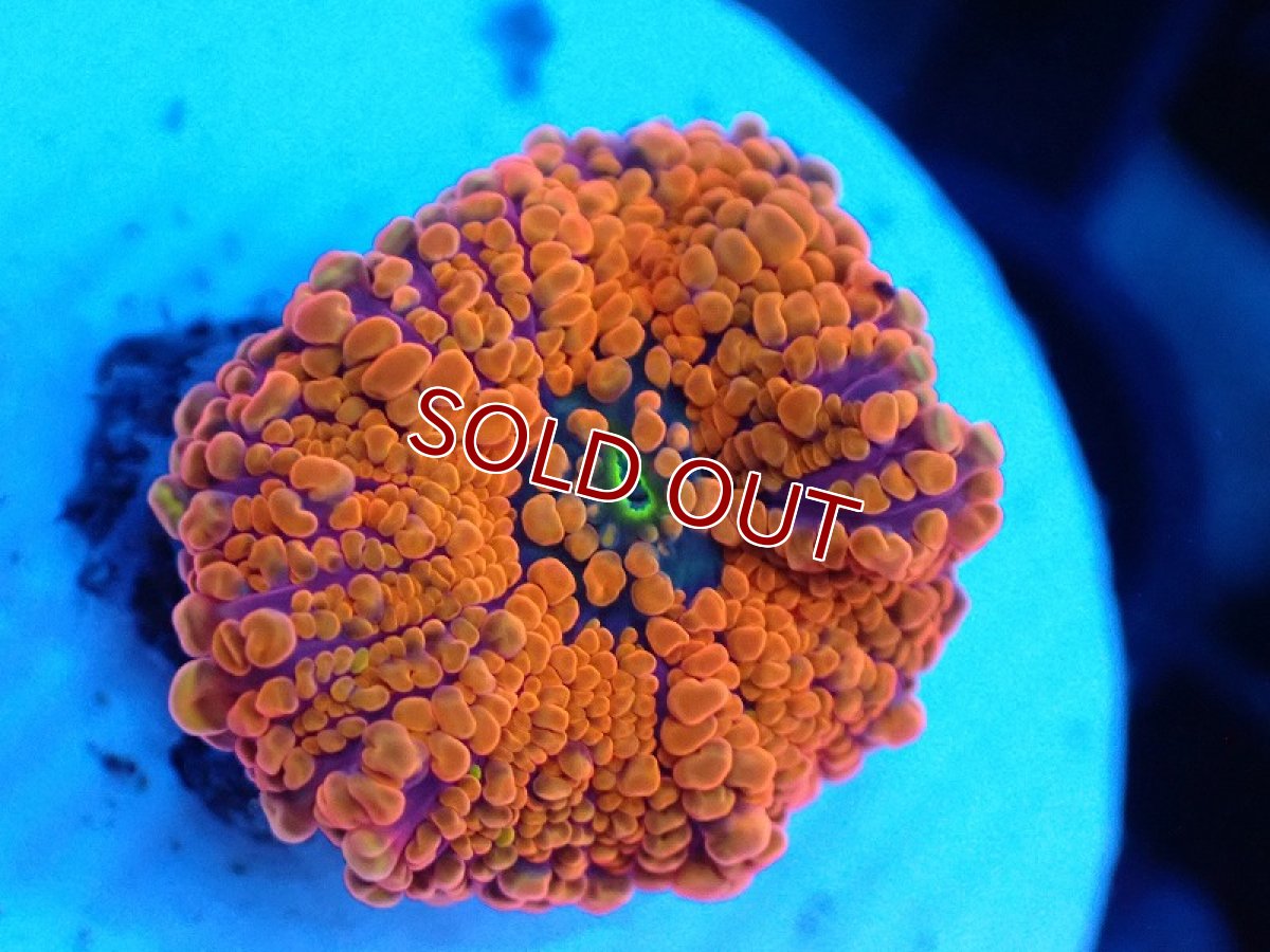 画像1: 【サンゴまとめ買い割引き10％〜20%OFF対象商品】【サンゴ】【通販】バブルディスクコーラル（Orange)（個体販売）No.13（生体）（サンゴ） (1)